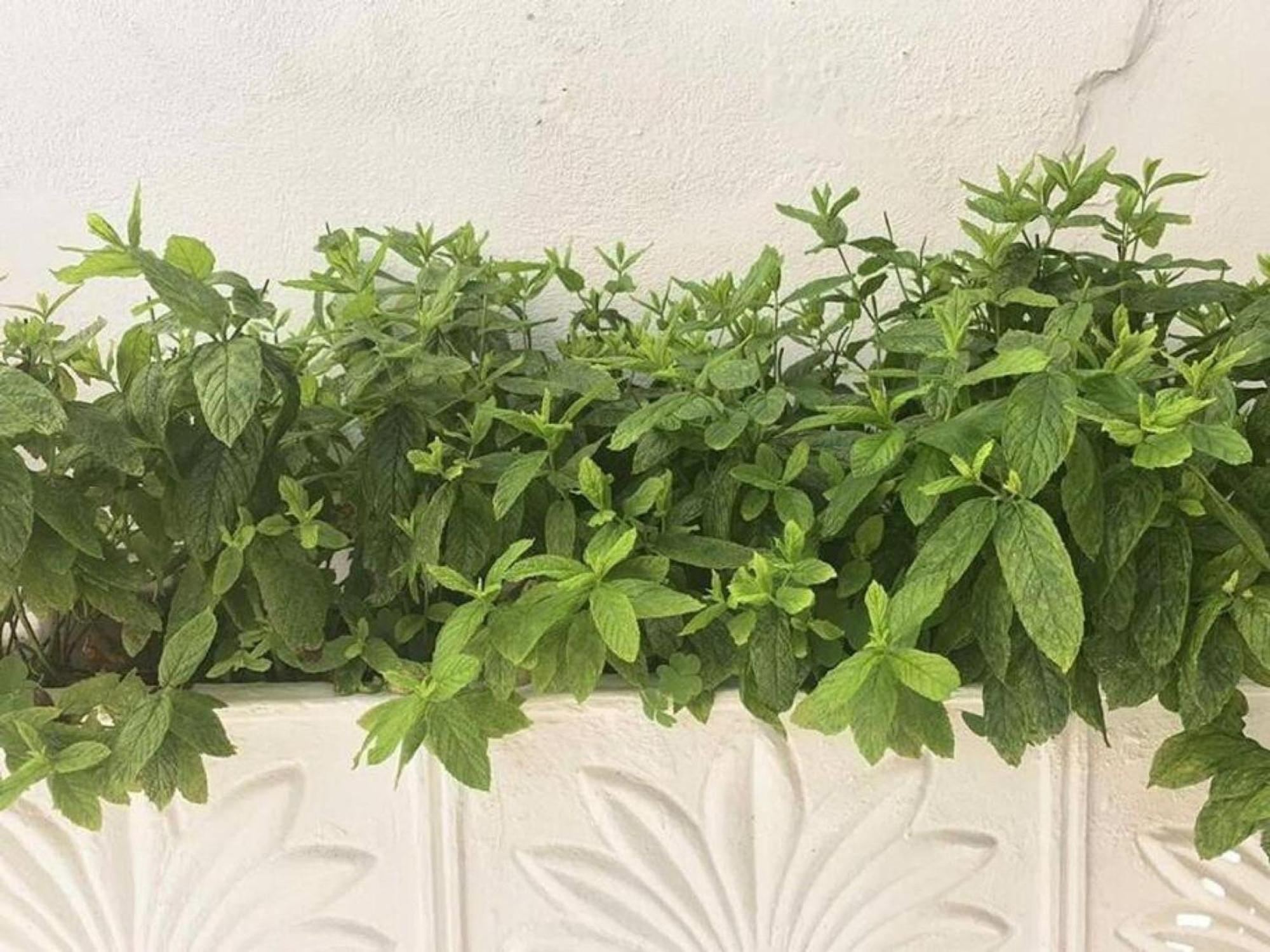 Dolce Vita - In The Heart Of Lefkada - Lefkada Bnb Екстер'єр фото